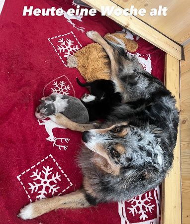 Bild "wurf4:alle.jpeg"