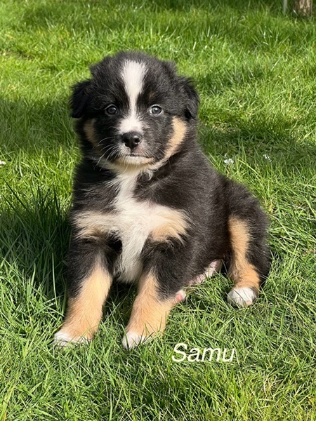 samu